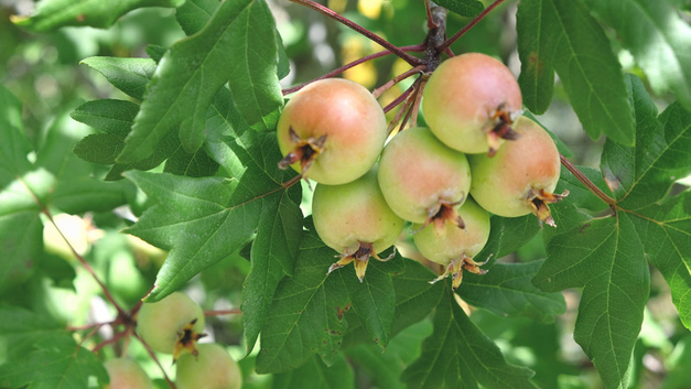 Der «Dreilappige Apfel» überzeugt durch hohe Hitze- und Trockenheitsresistenz, Frosthärte und Salzverträglichkeit. Zudem gilt er als Bienenweide und als Vogelnährgehölz.