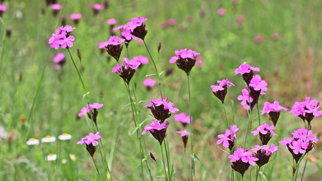 Die Karthäuser-Nelke (Dianthus carthusianorum) ist in weiten Teilen Europas verbreitet. Viele Schmetterlinge nutzen sie als Nektarquelle. BILD SCHMUTZLER-SCHAUB – STOCK.ADOBE.COM