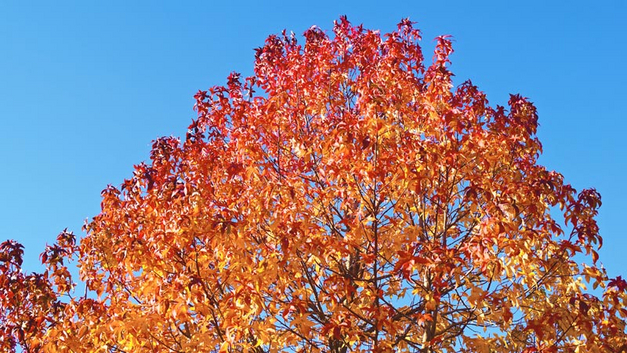 Der Amberbaum hat eine attraktive Herbstfärbung und bietet Lebensraum für verschiedene Tierarten, insbesondere als Nistplatz durch seine dichte Belaubung.