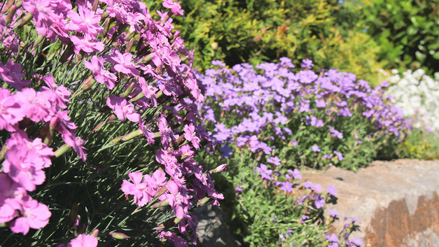 Pfingstnelken (Dianthus gratianopolitanus) zu verjüngen, ist ganz einfach: Den Wurzelballen vor oder nach der Blüte mit dem Spaten aus der Erde hebeln, in zwei Stücke teilen und an passenden Standorten wieder einpflanzen. BILD JUDITH SUPPER