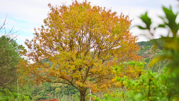 Die Japanische Zelkove ist ein robuster und stark wachsender Baum mit einer attraktiven Herbstfärbung.