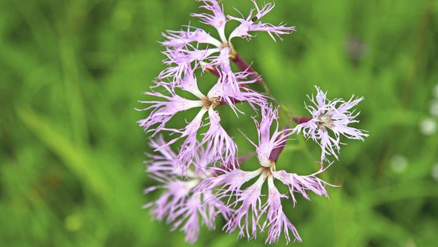 Die duftende Pracht-Nelke (Dianthus superbus) zeigt filigrane, tief gefranste Blüten in zartem Rosa bis Violett. BILD HANS UND CHRISTA EDE – STOCK.ADOBE.COM
