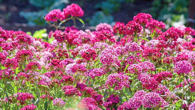 Richtig zur Geltung kommen die zweijährigen Bart-Nelken (Dianthus barbatus), wenn sie in Gruppen gepflanzt werden. BILD ANNAREINERT – STOCK.ADOBE.COM