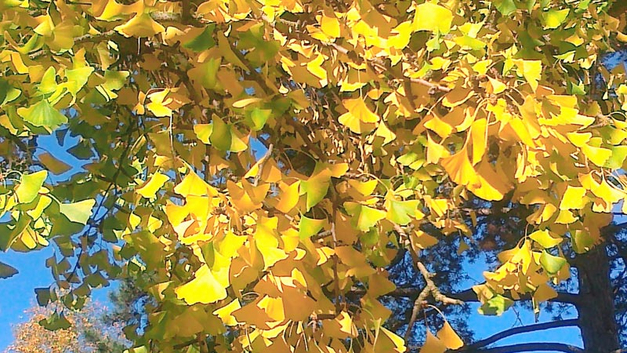 Der Ginkgo ist unempfindlich gegenüber Luftverschmutzung. Da er spät im Jahr austreibt, ist er kaum von Spätfrösten betroffen. BILD THOMAS HUBER